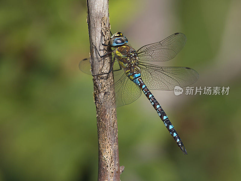 迁徙小贩蜻蜓(Aeshna mixta)